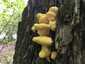 Sárga gévagomba (Laetiporus sulphureus), Duna-part. Kedveli a vízpartokat, ártéri fűzfák gyakori gombája